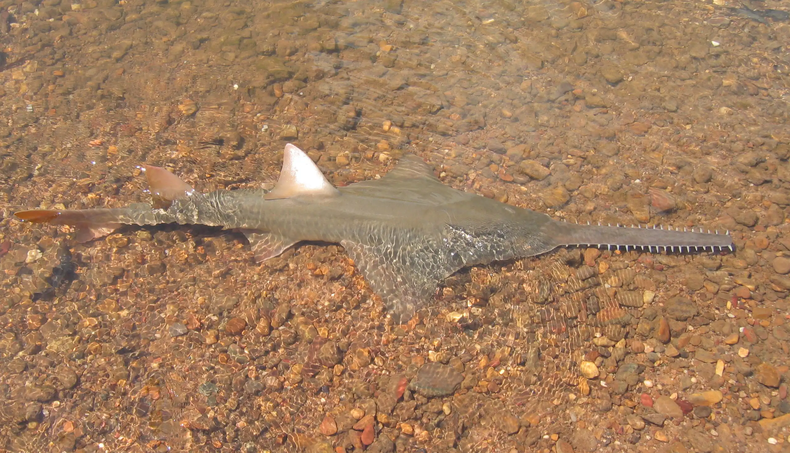 A large sawfish in the Daly River