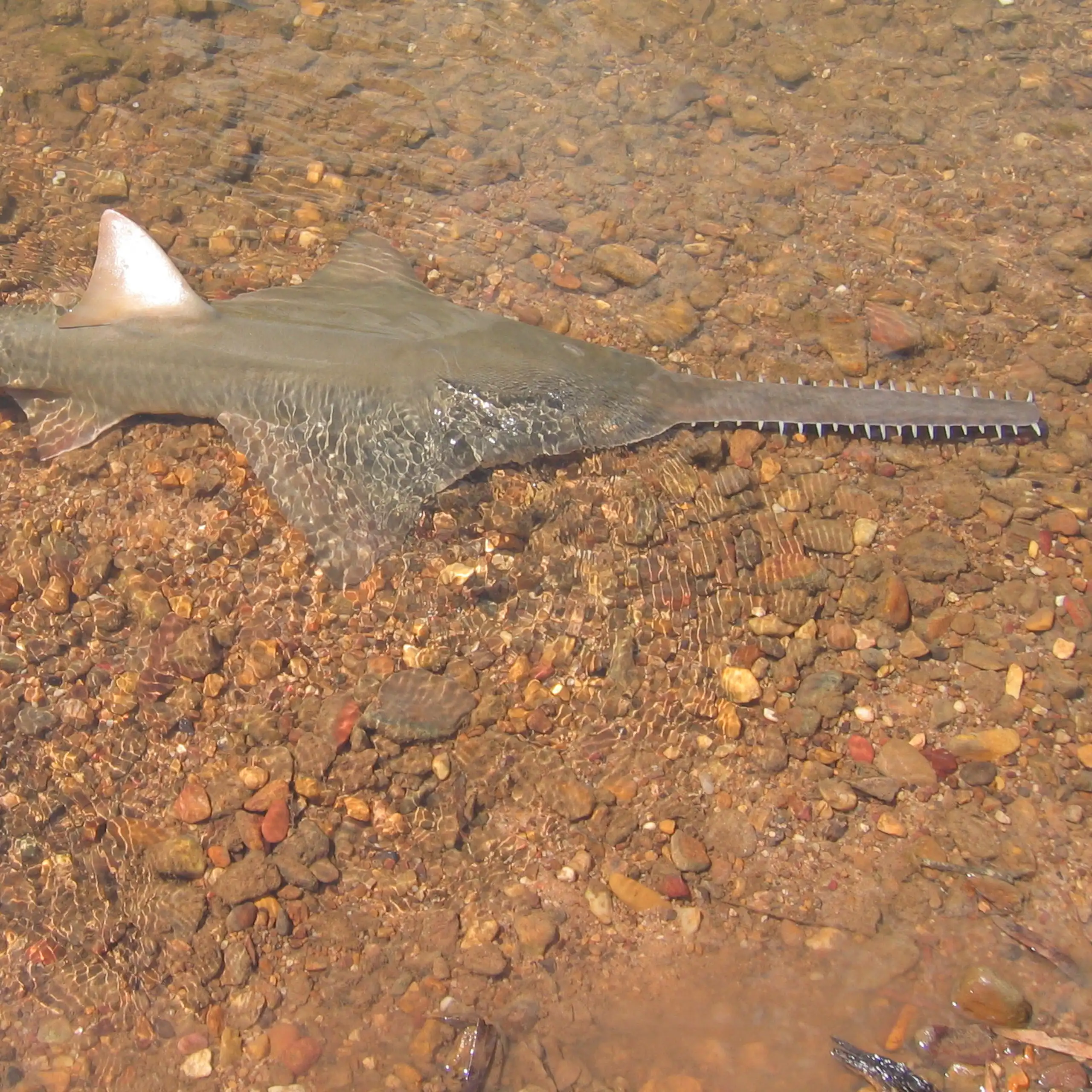 A large sawfish in the Daly River