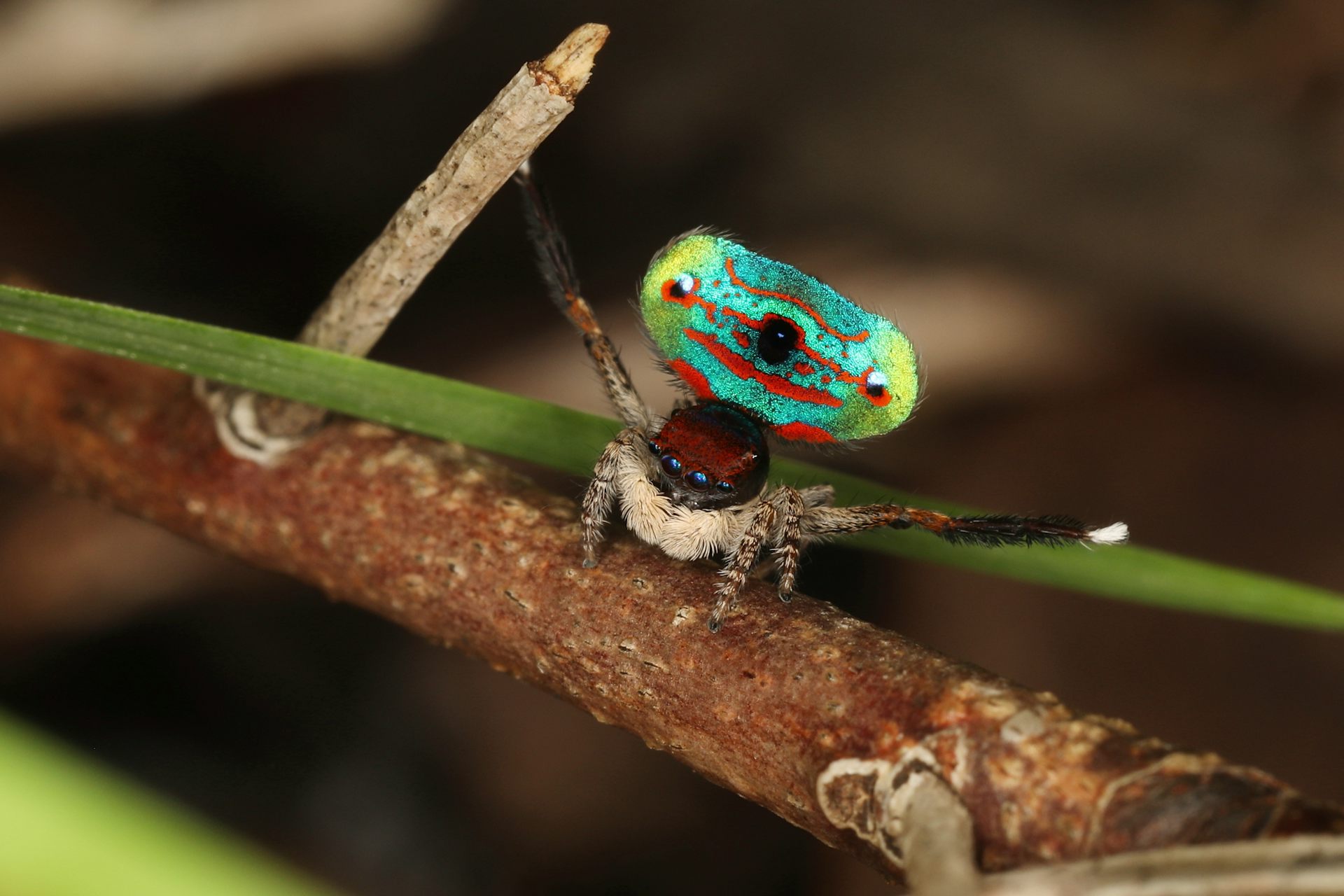 A banksia peacock spider (_Maratus mungaich_) displaying his vibrant green, red and blue abdomen.