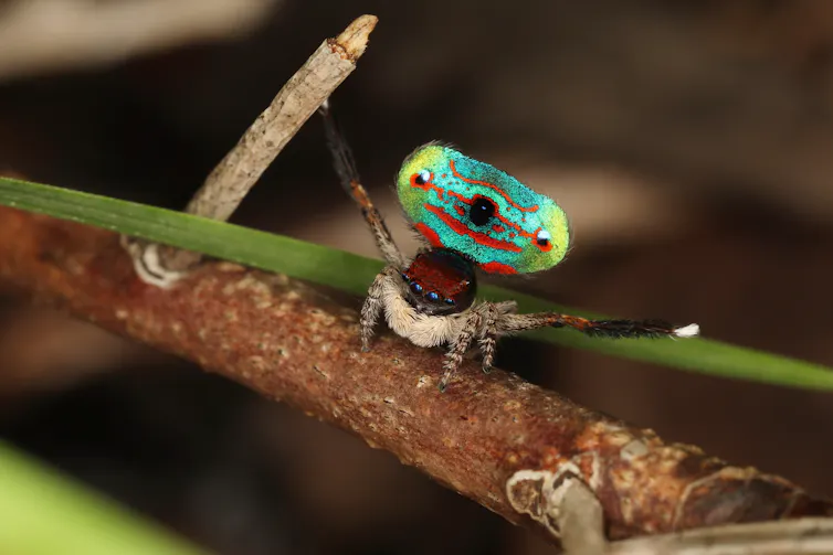 A banksia peacock spider (_Maratus mungaich_) displaying his vibrant green, red and blue abdomen.
