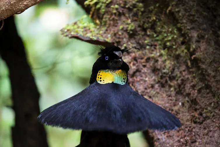 A male Western Parotia fans out his neck and head feathers and displays a rainbow-iridescent patch on his neck.