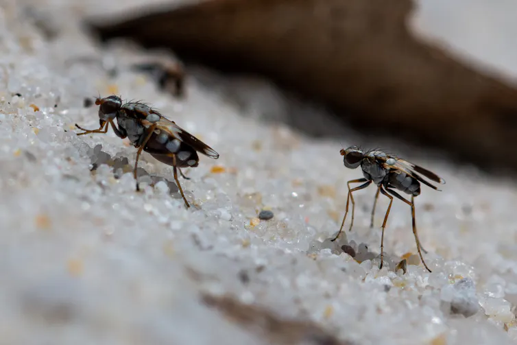 Two dancing dune flies standing on the sand. A male (right) following a female (left).
