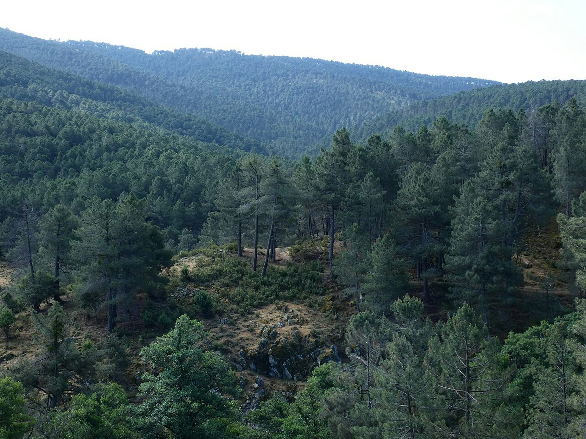 Un bosque de pinos en una zona de montaña.