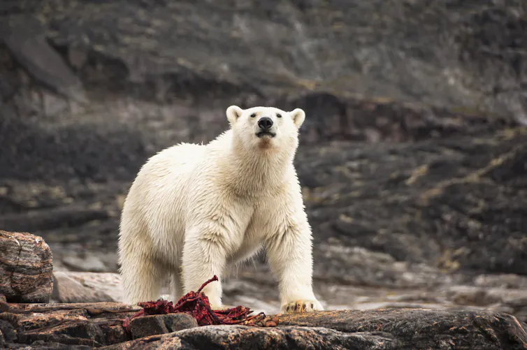 Polar bear feeding on carcass, rocky background