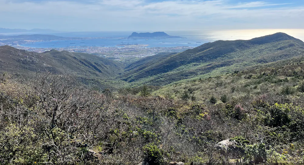 La factura ecológica de las plantaciones forestales