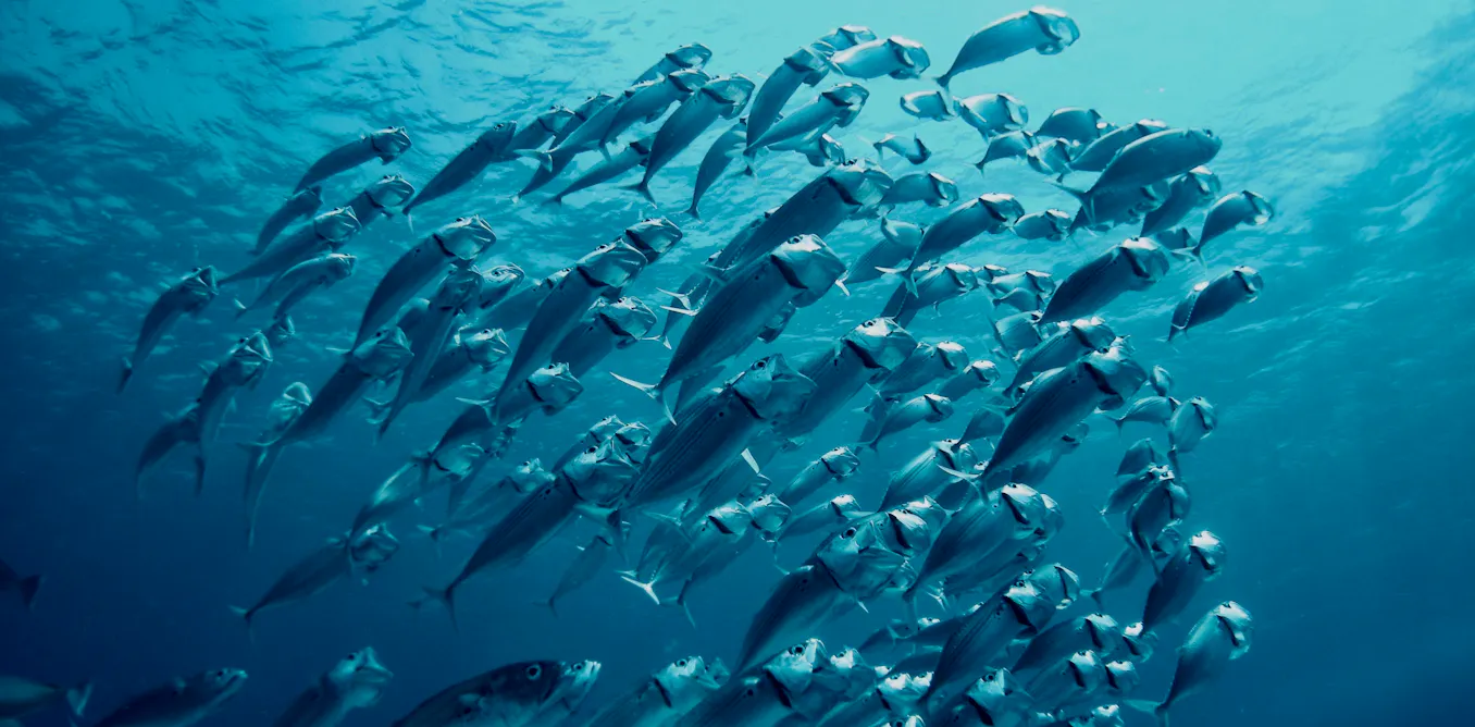 EnviroWireDaily — El Niño is back, and ocean temperatures are already near record highs – that can spell disaster for fish and corals