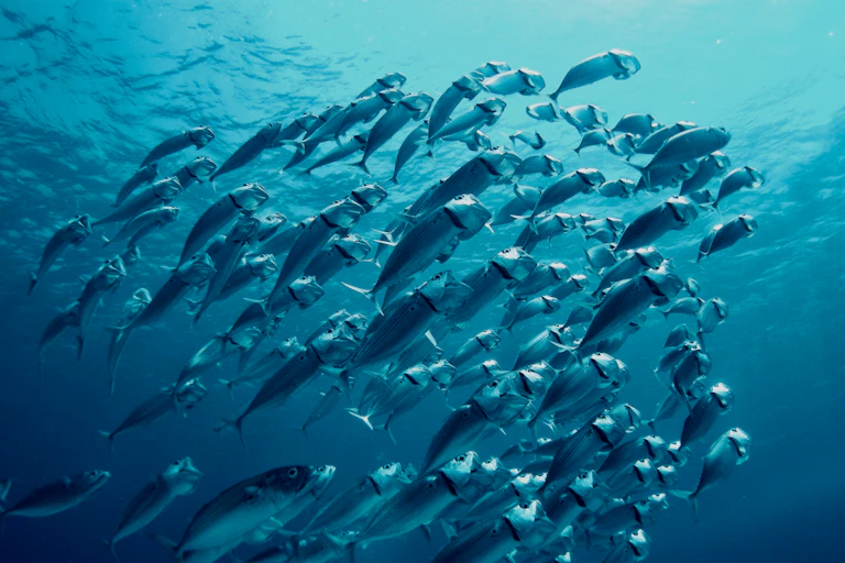 A school of mackerel feeding.