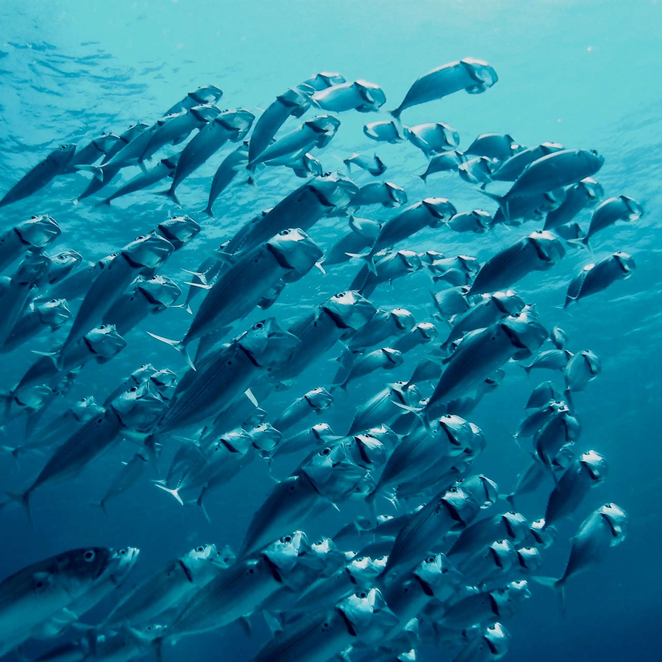A school of mackerel feeding.