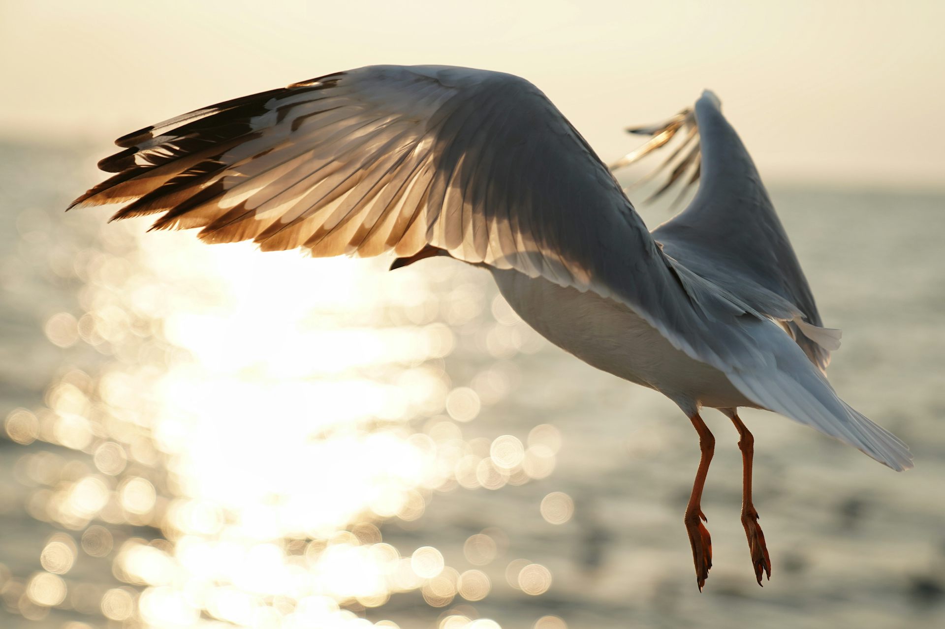 Sunlight shining through sea bird's wing.