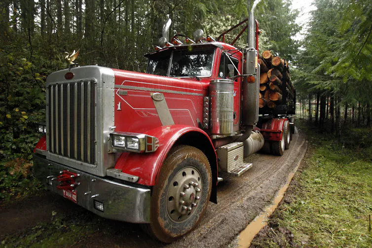 A large logging truck on a narrow road through woods.