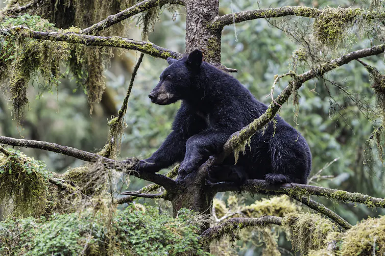 A black bear in a tree