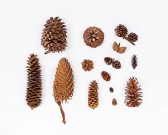 Several pine cones of different sizes and shapes arranged on a white background, showing variation among pine species.