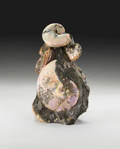 Two coiled ammonite fossils preserved in rock, representing marine animals that lived in the ancient Western Interior Seaway.