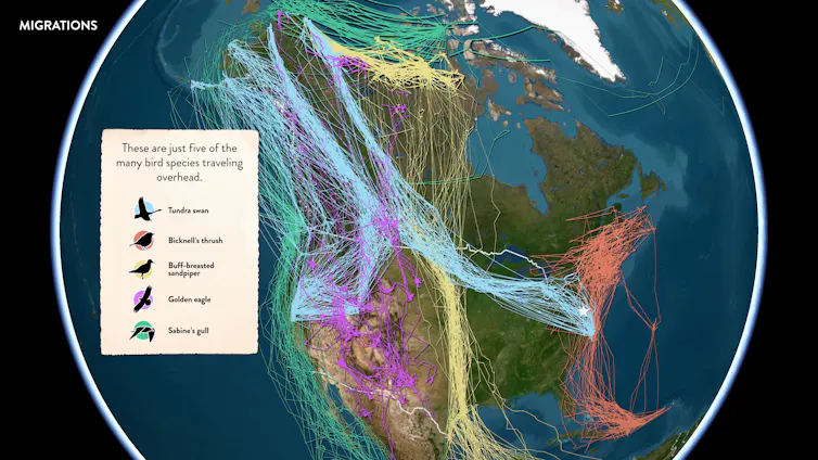 Map of North America overlaid with migration tracks from five bird species, showing long-distance seasonal movements.