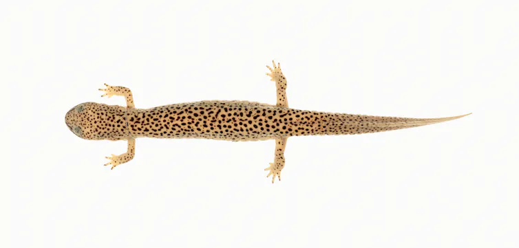 A preserved salamander specimen with a long body, short legs and mottled brown markings.
