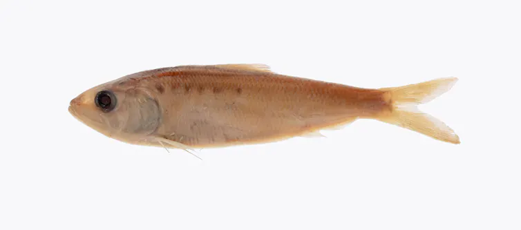 A preserved American shad specimen, a silvery fish that migrates between the Atlantic Ocean and freshwater rivers to spawn.