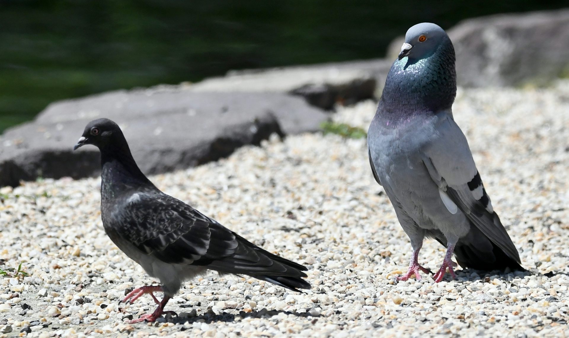A waltz over evolutionary timescales: why it’s so hard for animals to invent a new mating dance