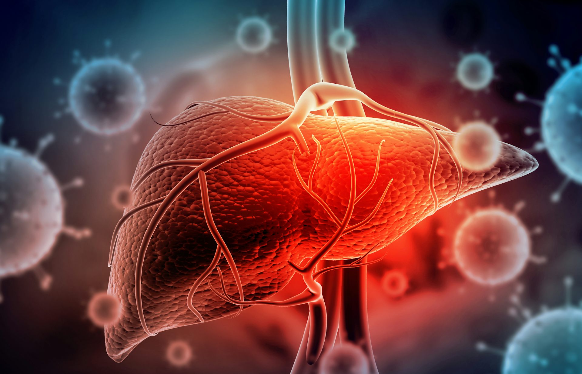 A digital rendition of a liver, surrounded by virus particles.