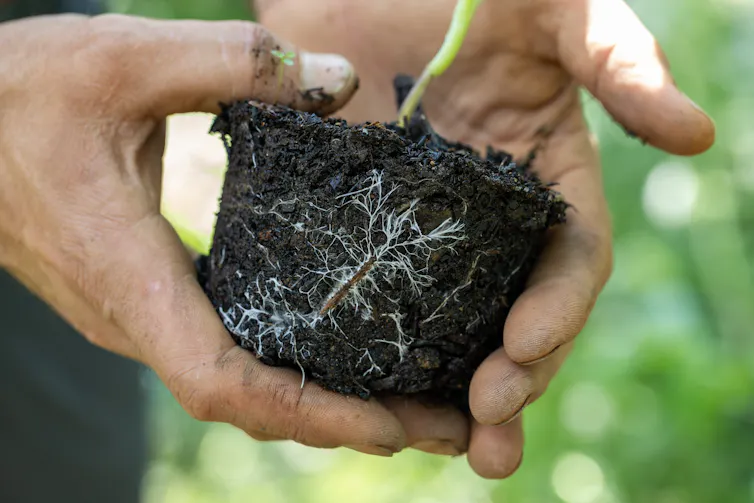 hands holding small plant with soil, roots and fungi