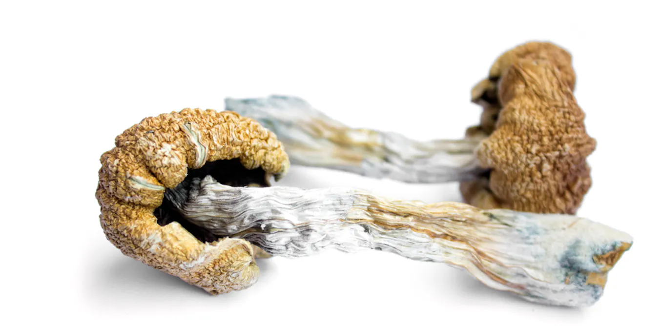 EduWireDaily — Magic mushrooms and Alzheimer’s: what one remarkable case can tell us