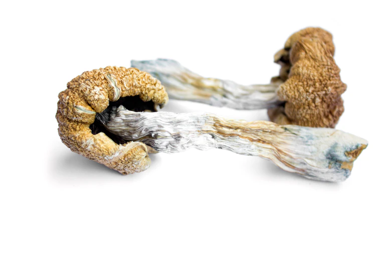 A picture of a dried hallucinogenic mushroom.