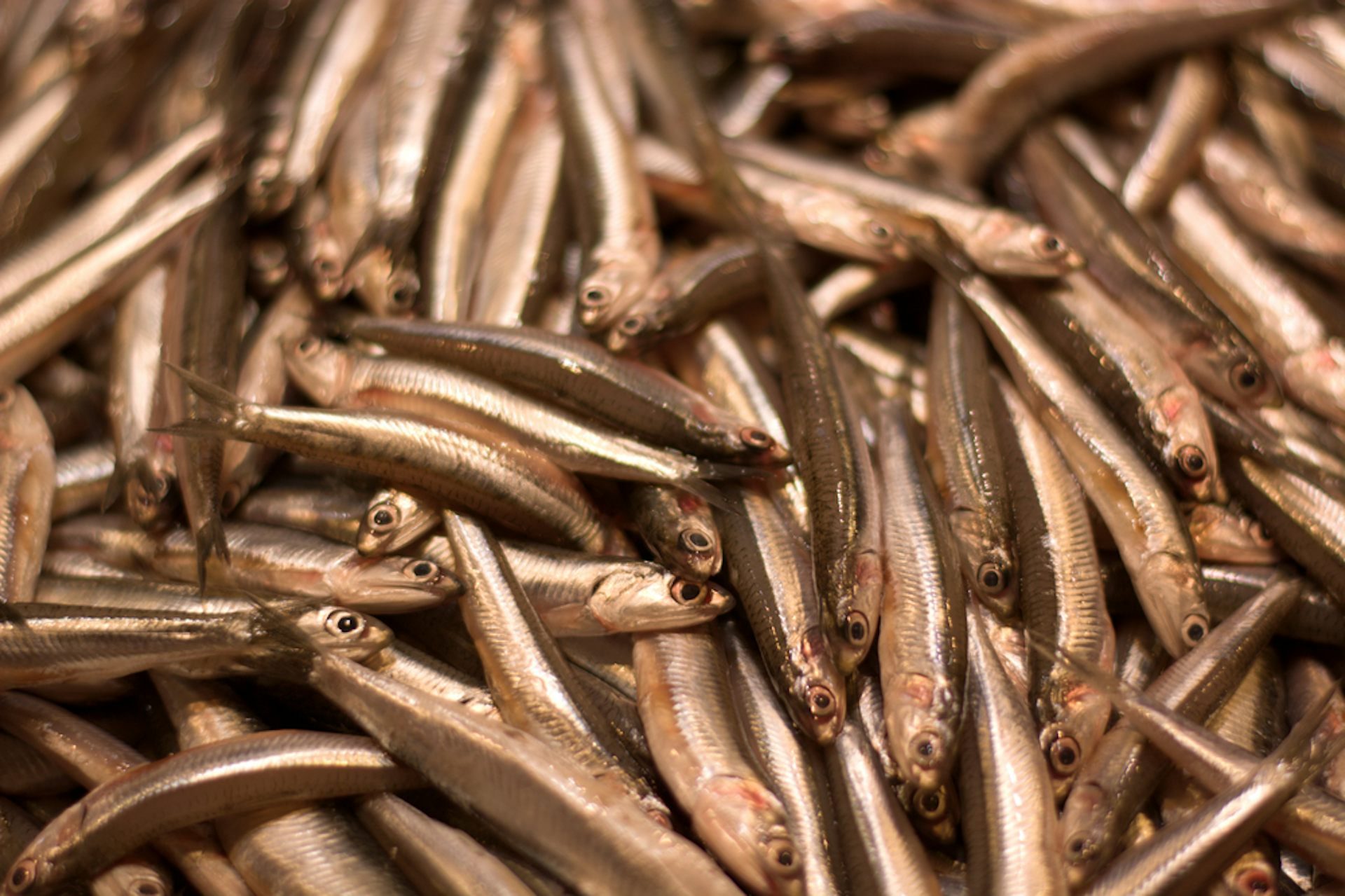 An image of lots of anchovies.