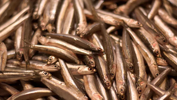 An image of lots of anchovies.