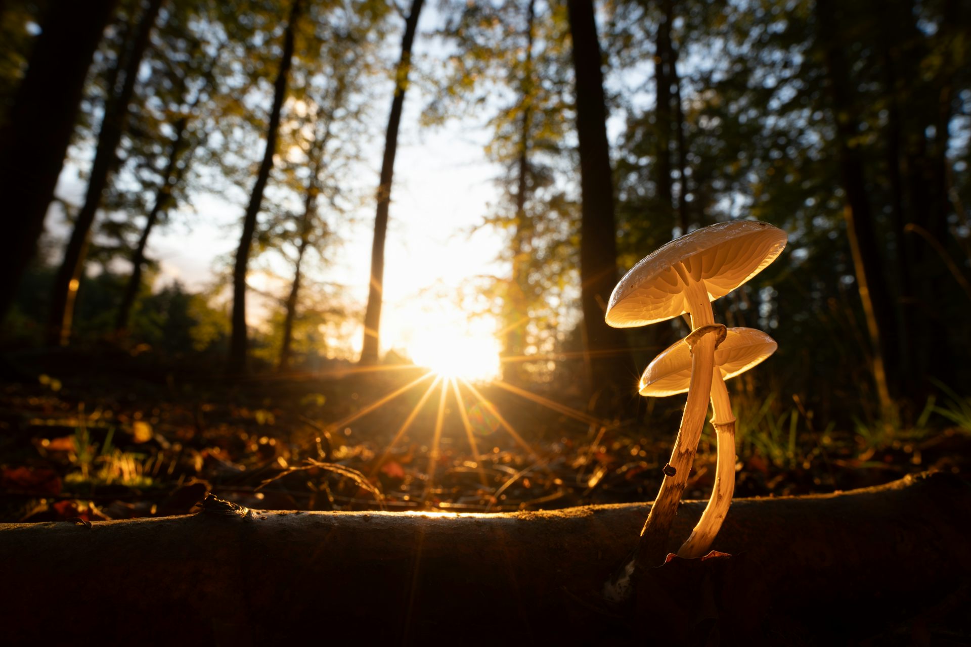 Fungal highways are vast, yet hidden underground – new study