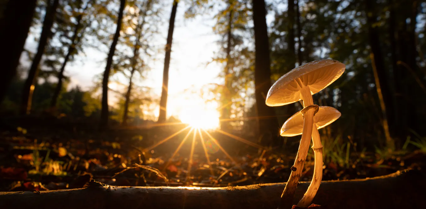 EnviroWireDaily — Fungal highways are vast, yet hidden underground – new study