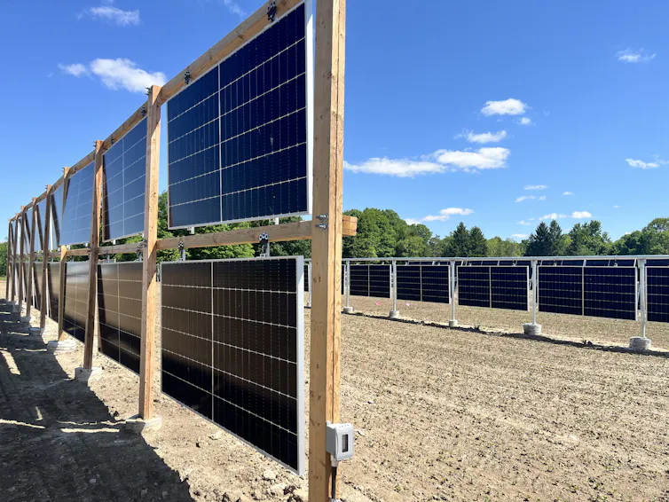 Tall wooden fences with solar panels embedded and brown agricultural land with plants just shooting through against a blue sky