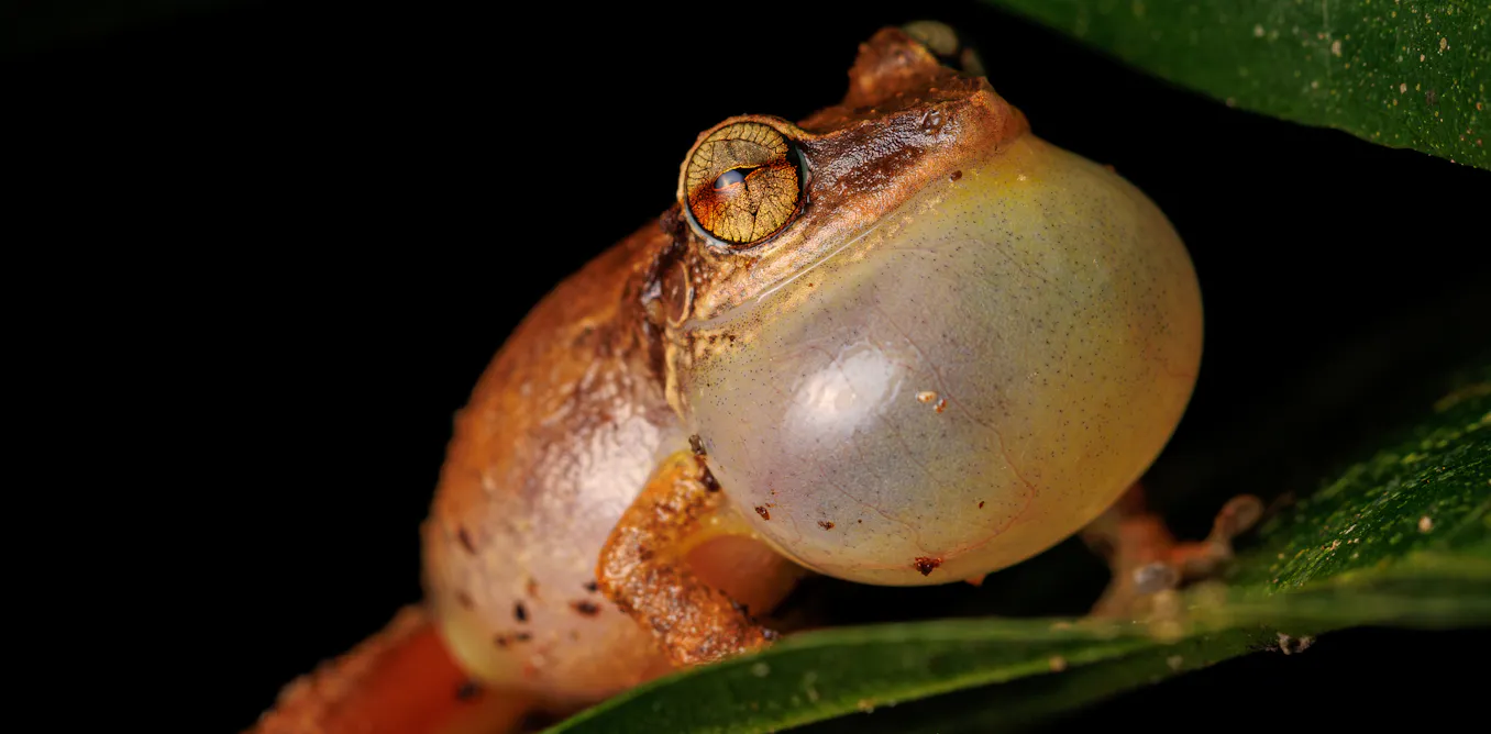 How young coquí frogs balance the competing demands of growth and fighting disease