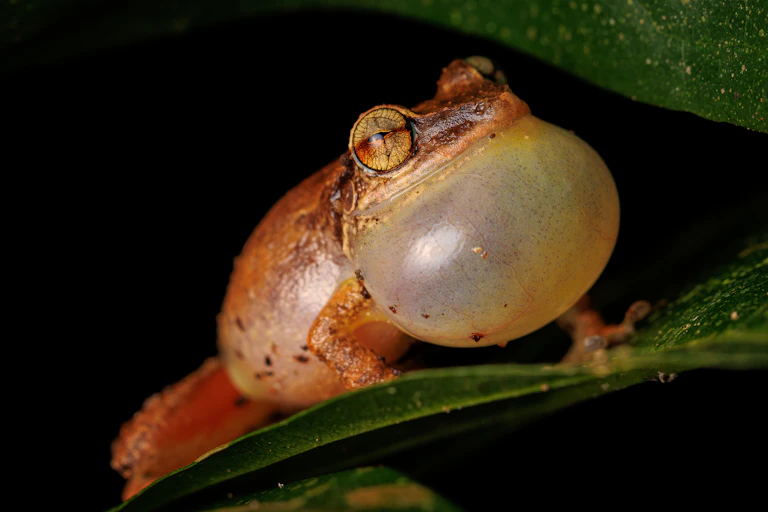 coqui frog with enlarged vocal sac