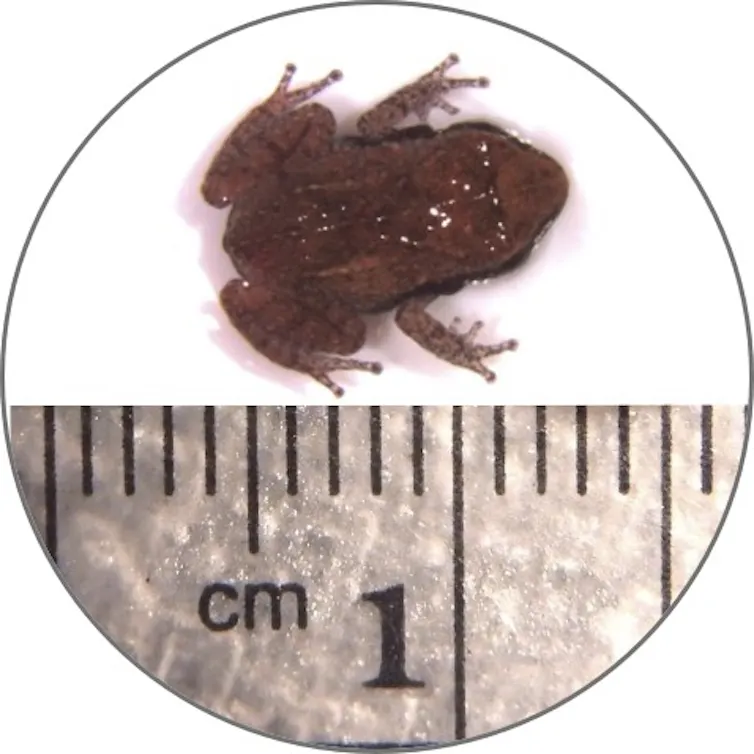 tiny frog next to a measuring tape