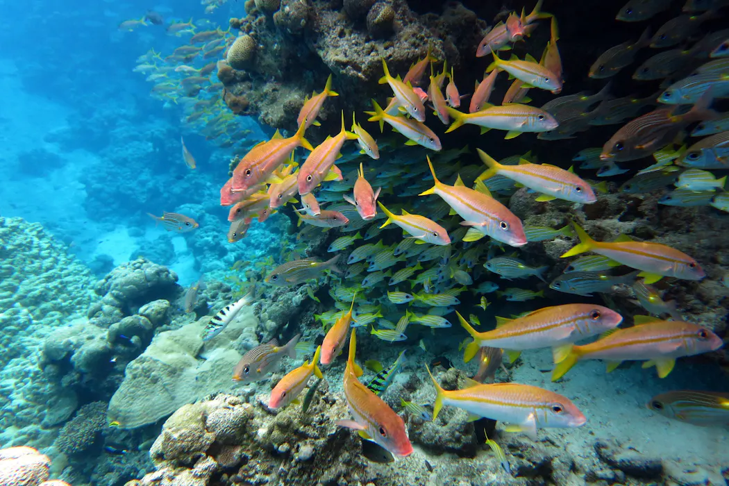 The world agreed to protect 30% of the ocean by 2030 – but marine protection can’t be judged by area alone