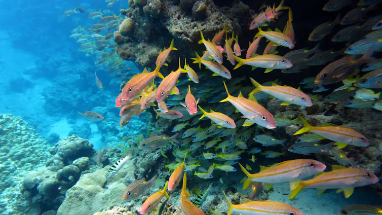 Colorful fish swim around a reef.
