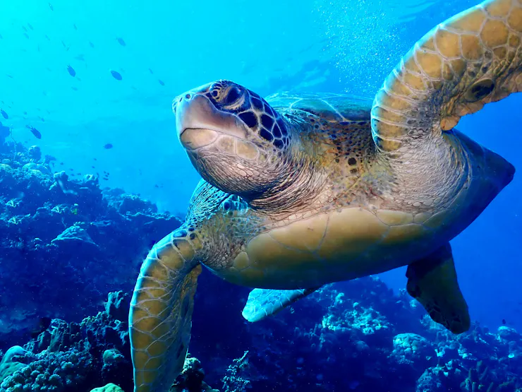 A sea turtle swimming underwater