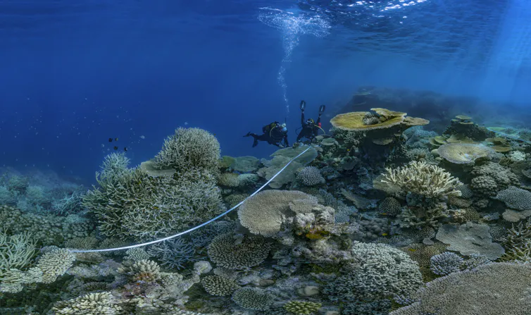 Divers with a measuring tape on a reef