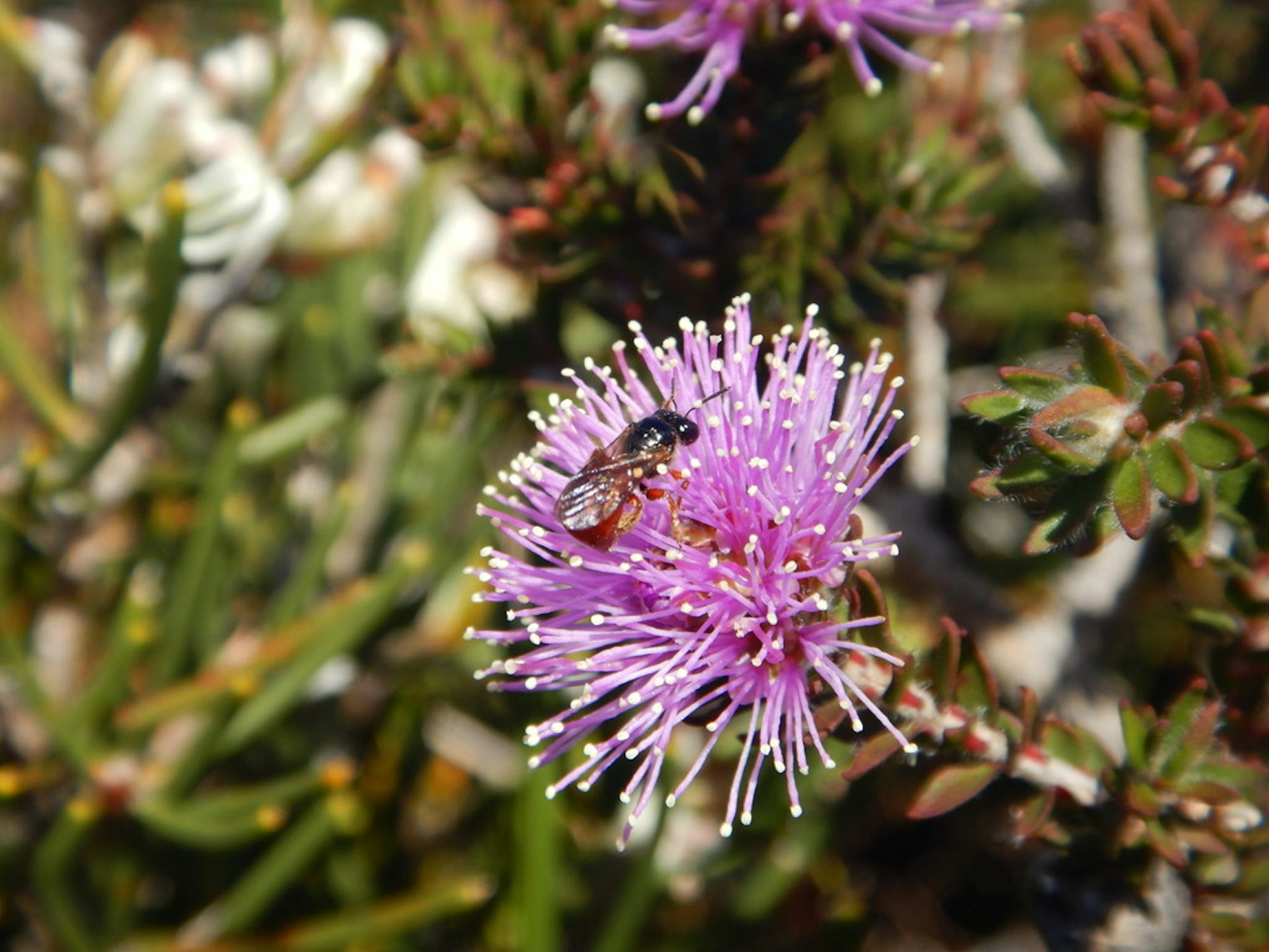 A small brown and black bee on a purple flower.