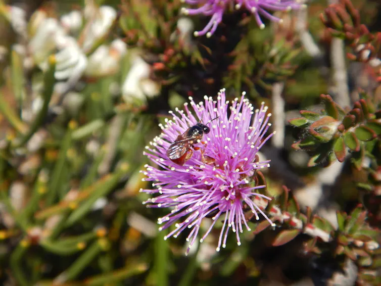 A small brown and black bee on a purple flower.