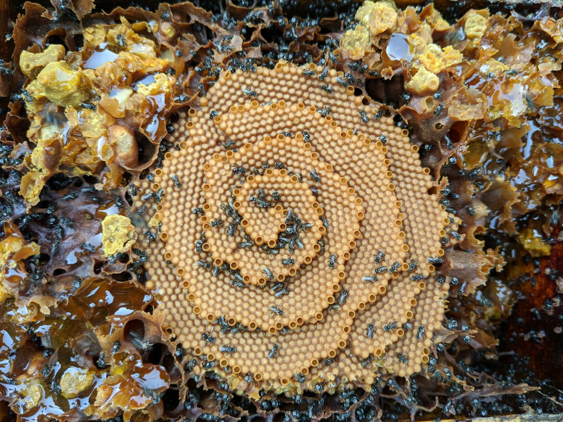 How will Australian native bees cope with climate change? Their nests hold a clue