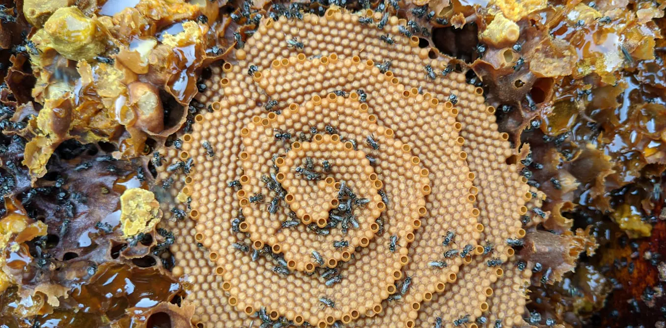 How will Australian native bees cope with climate change? Their nests hold a clue - The Conversation image
