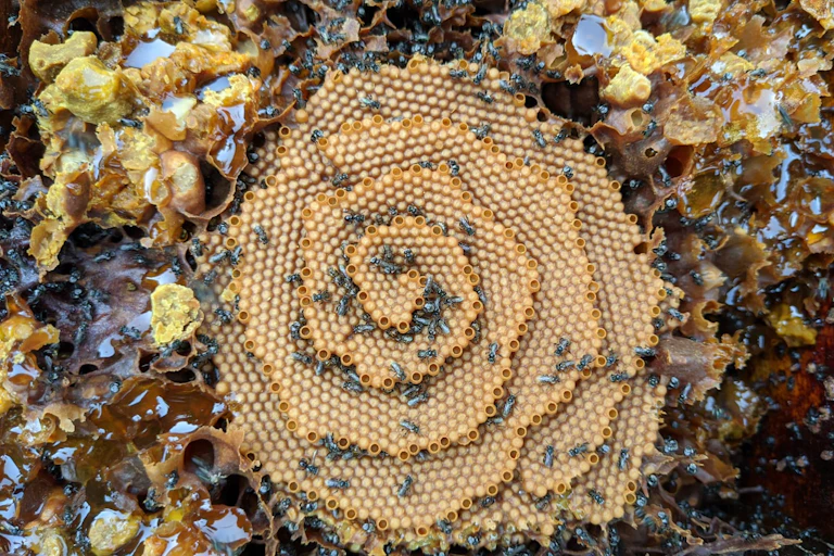 A spiral-shaped bees nest.