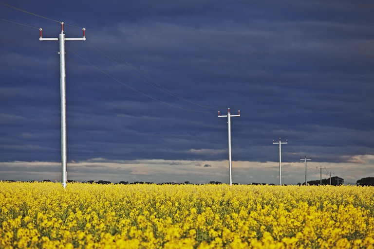 power lines in rural area, canola field in foreground and black stormy sky.
