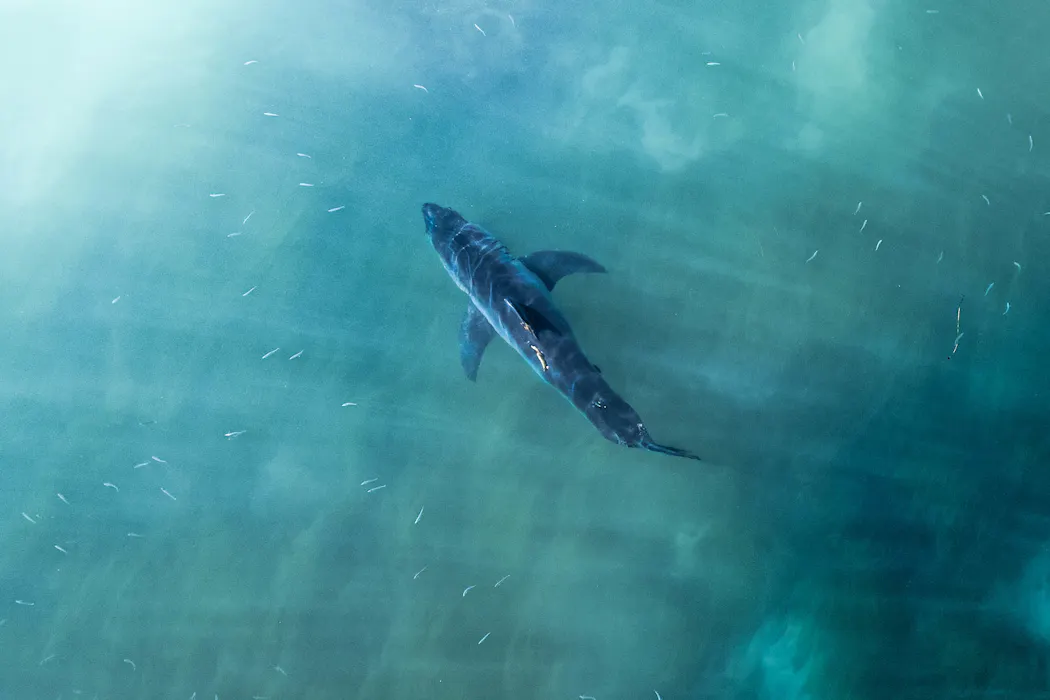 Do shark culls keep people safe in the ocean? Here’s what the science says