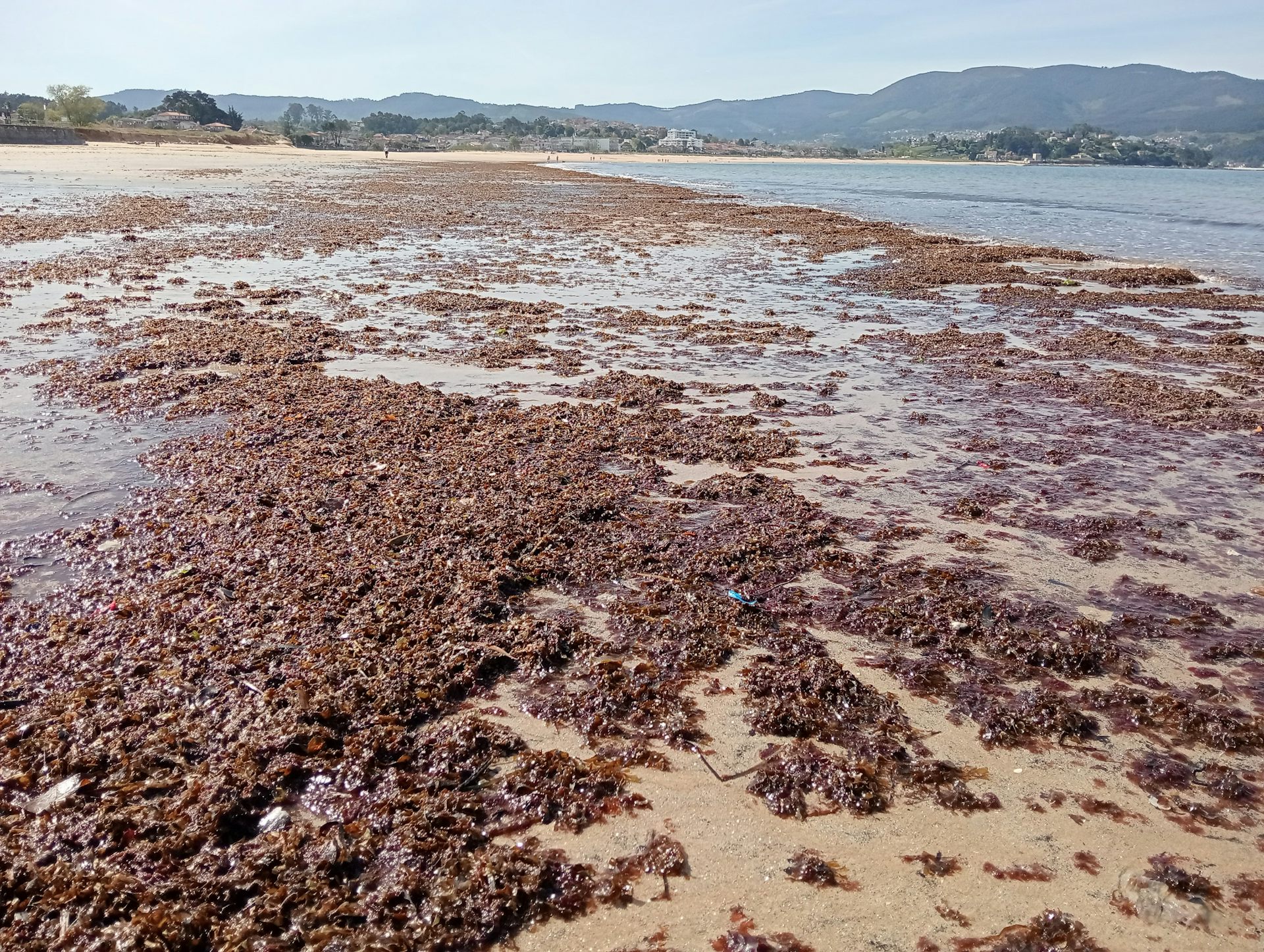 Una playa cubierta de macroalgas marrones con montañas al fondo