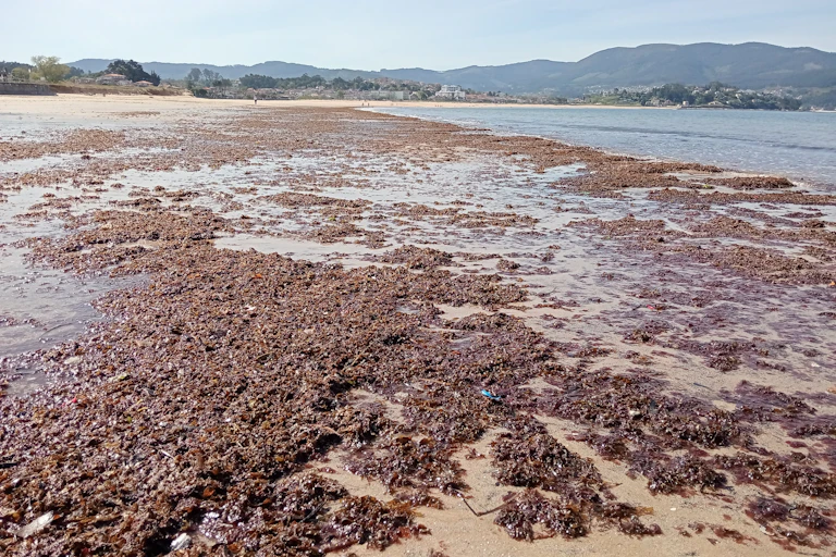 Una playa cubierta de macroalgas marrones con montañas al fondo