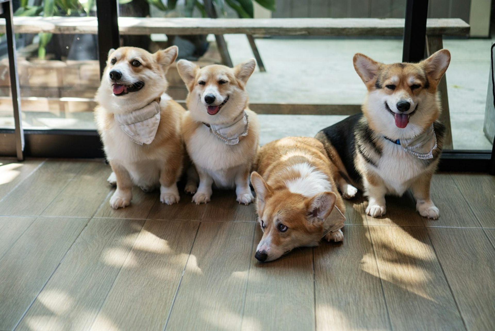 A group of four corgis. One is lying down.