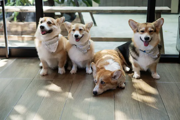 A group of four corgis. One is lying down.