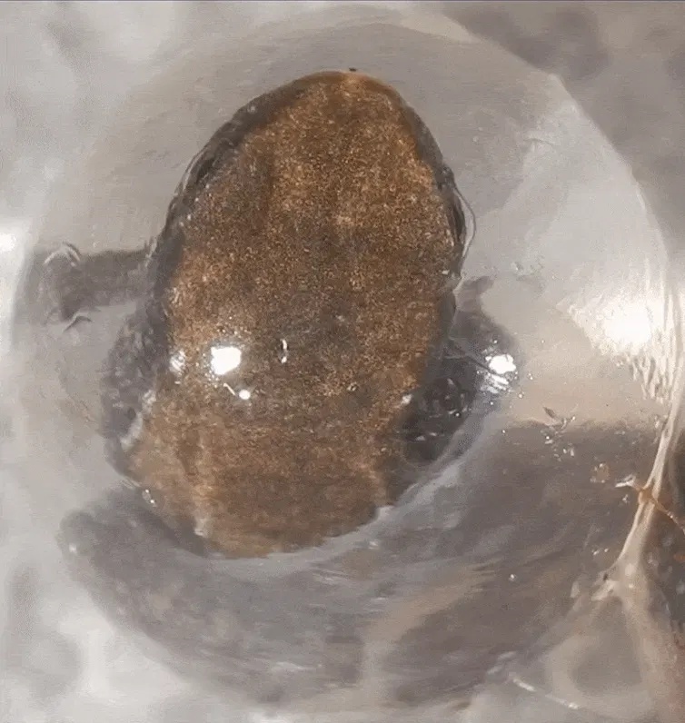 GIF of froglet hatching from an egg