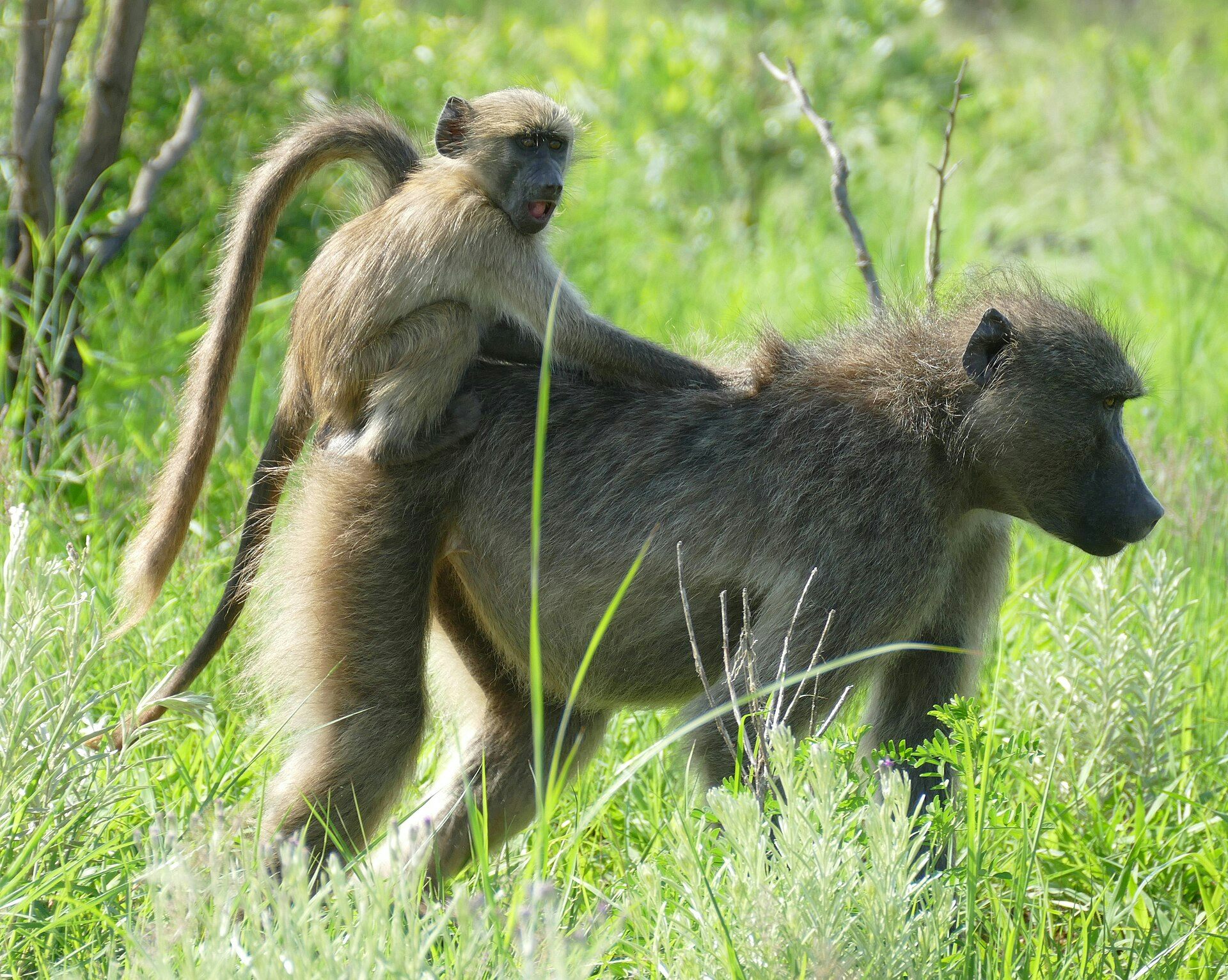 Female baboons keep family bonds strong: research reveals the benefits